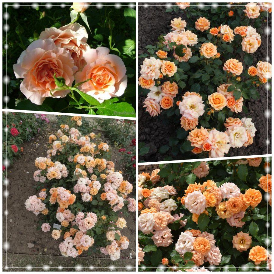 Bentheimer Gold róża rabatowa 